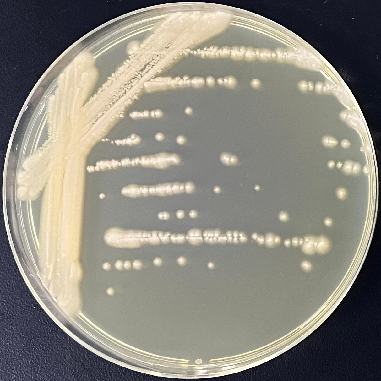 Short stem fungi genus-BNCC