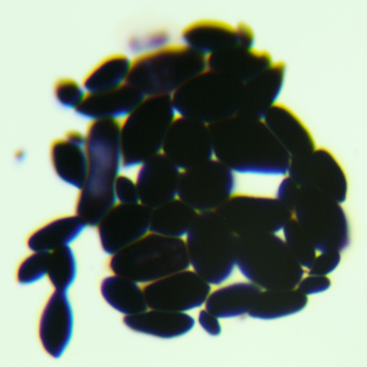 Short stem fungi genus-BNCC