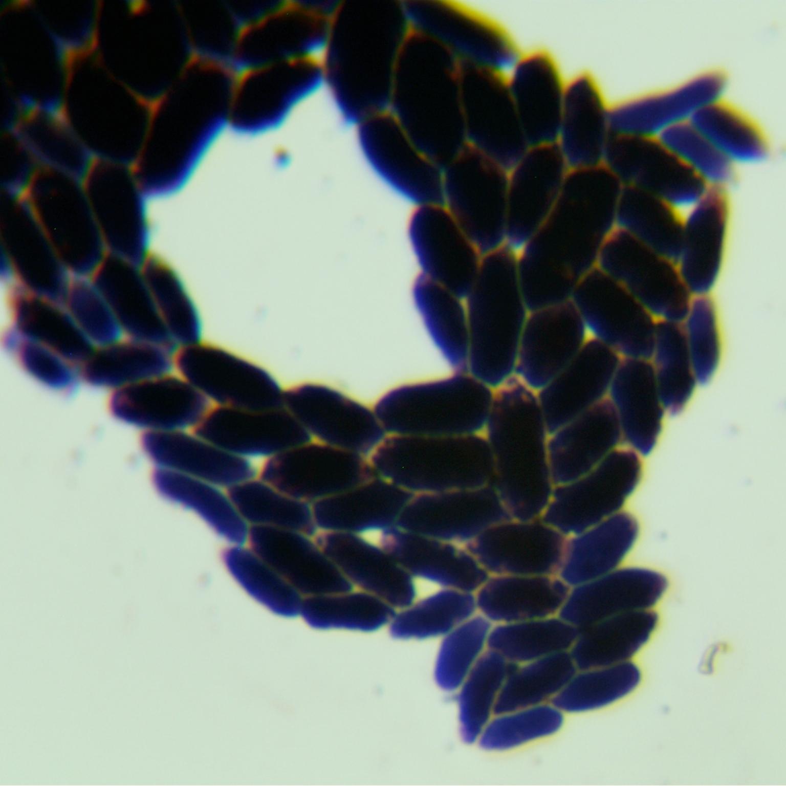 Short stem fungi genus-BNCC