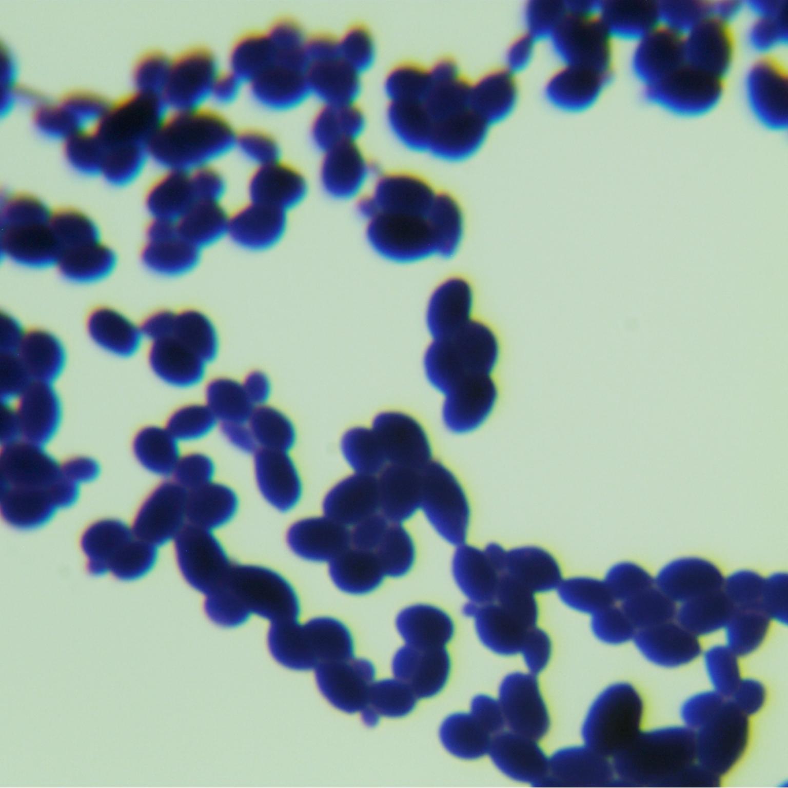 Diutina catenulata-BNCC