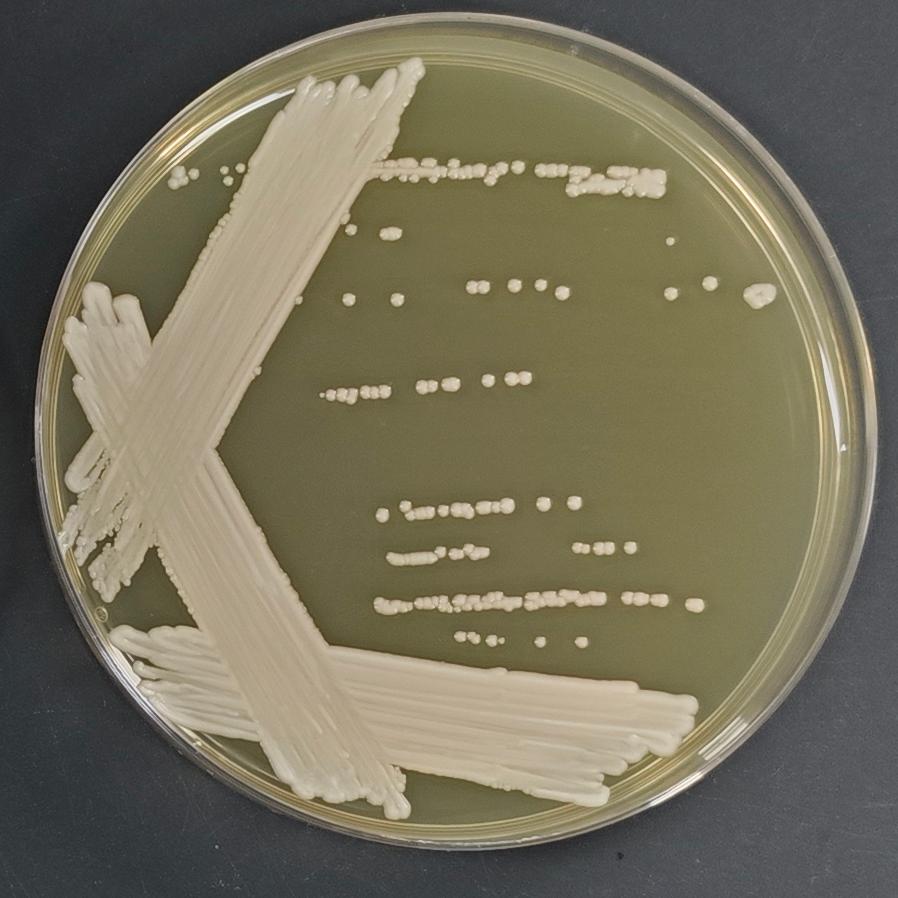 Wickham yeast genus-BNCC