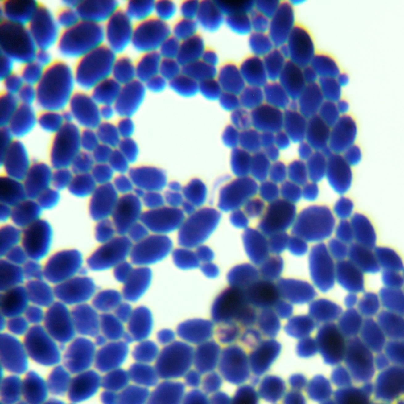 Wickham yeast genus-BNCC