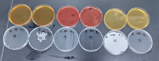 Lactic acid bacteria quality control sample (composite microbial community)-BNCC