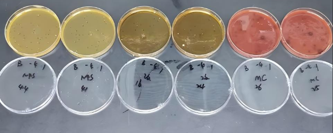 Lactic acid bacteria quality control sample (composite microbial community)-BNCC
