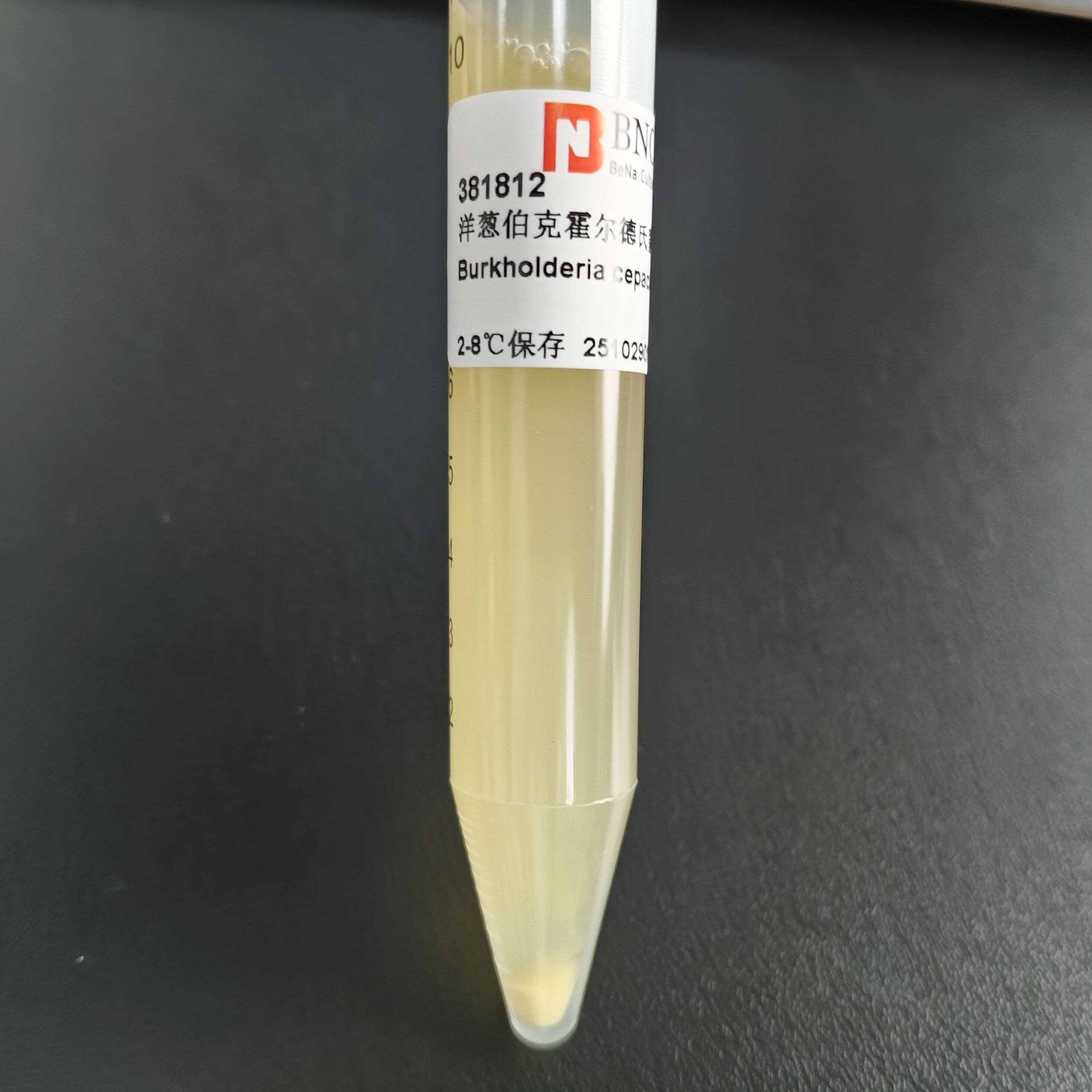 Burkholderia cepacia-BNCC
