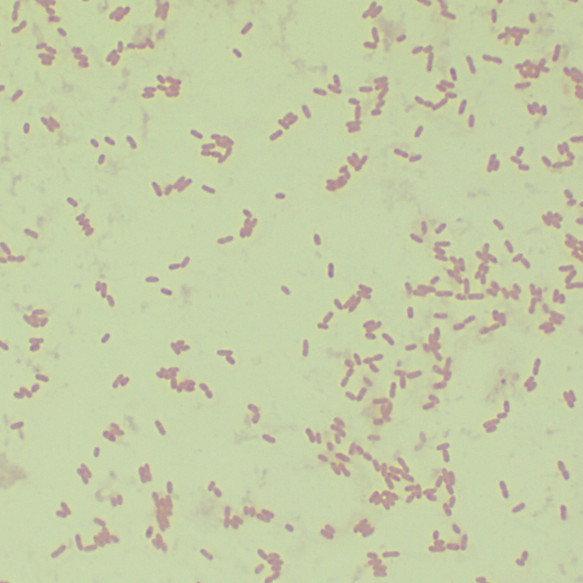 Burkholderia cepacia-BNCC
