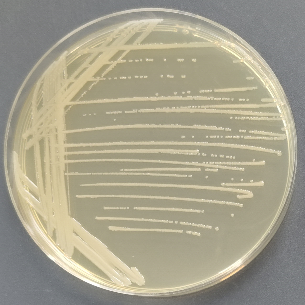 Burkholderia cepacia-BNCC
