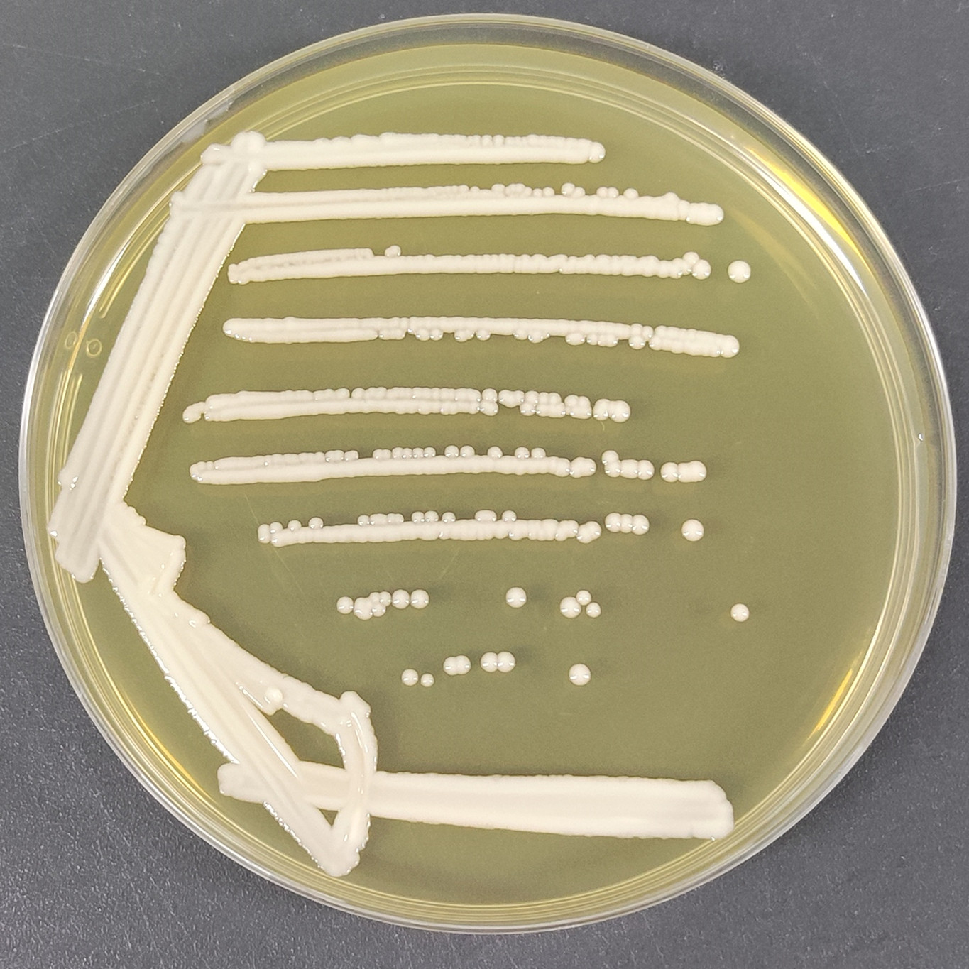 Candida Stauntonica-BNCC