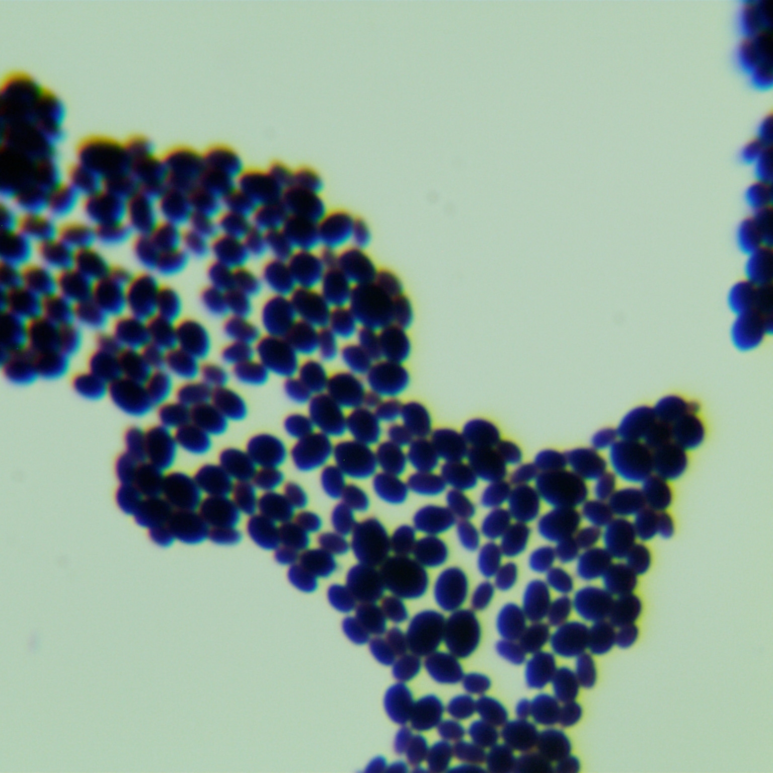 Candida Stauntonica-BNCC