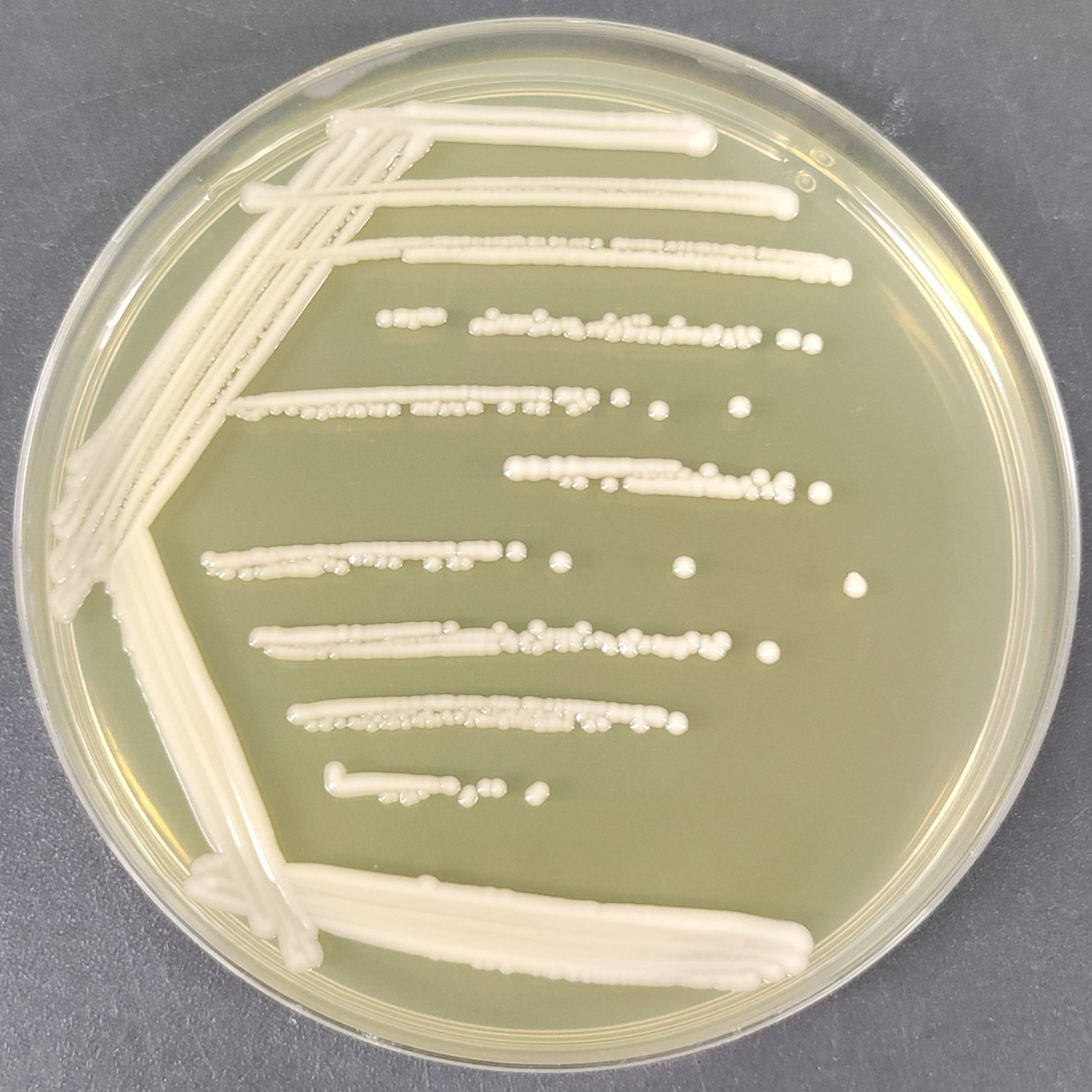 Dobkerroi yeast-BNCC