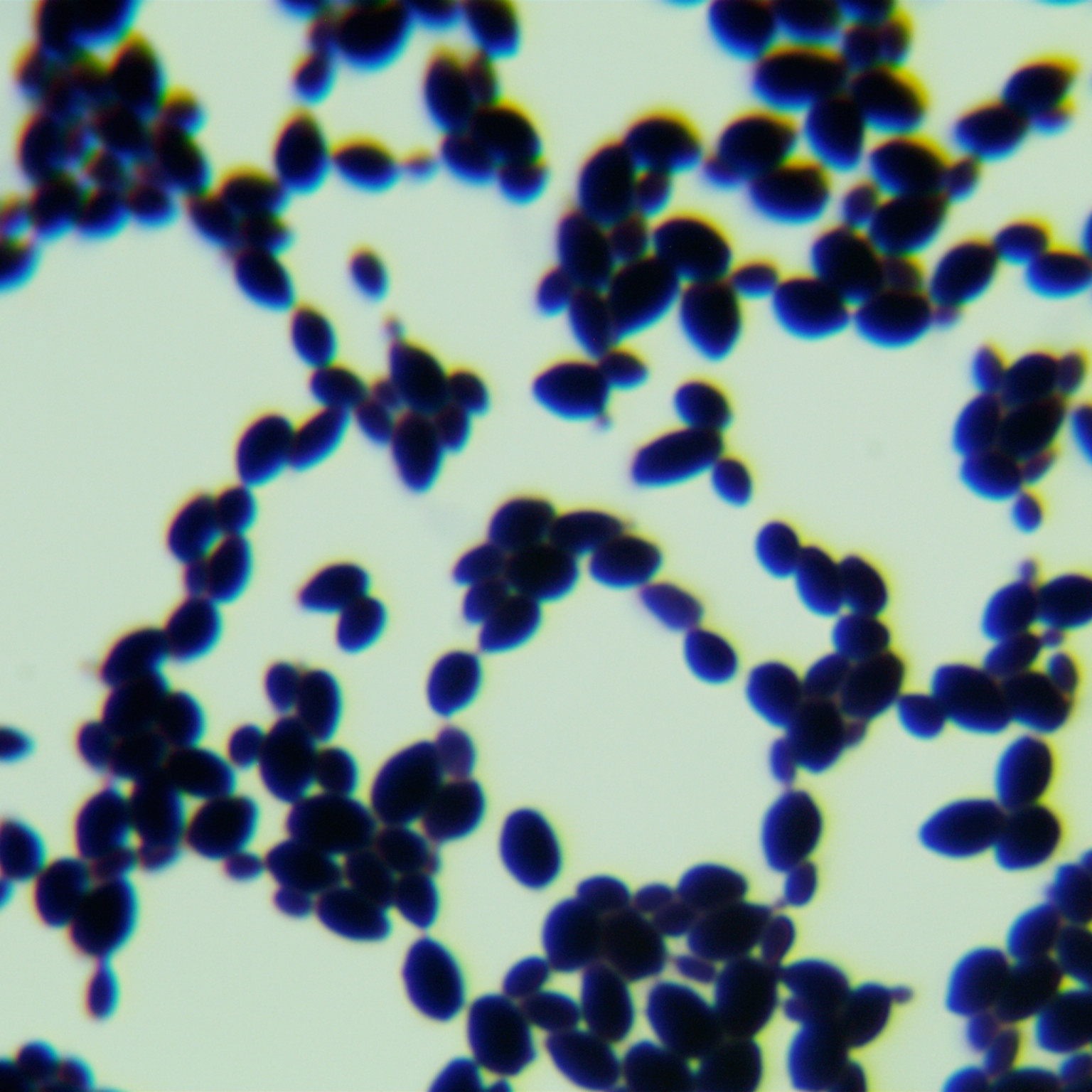 Dobkerroi yeast-BNCC