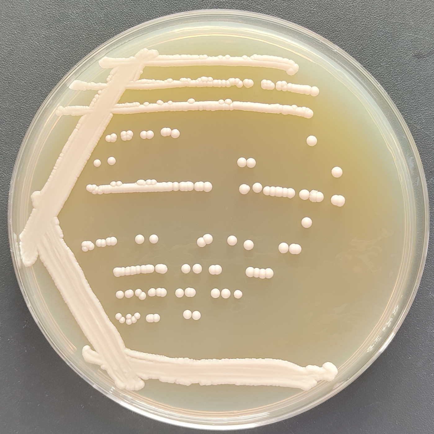 Candida Stauntonica-BNCC