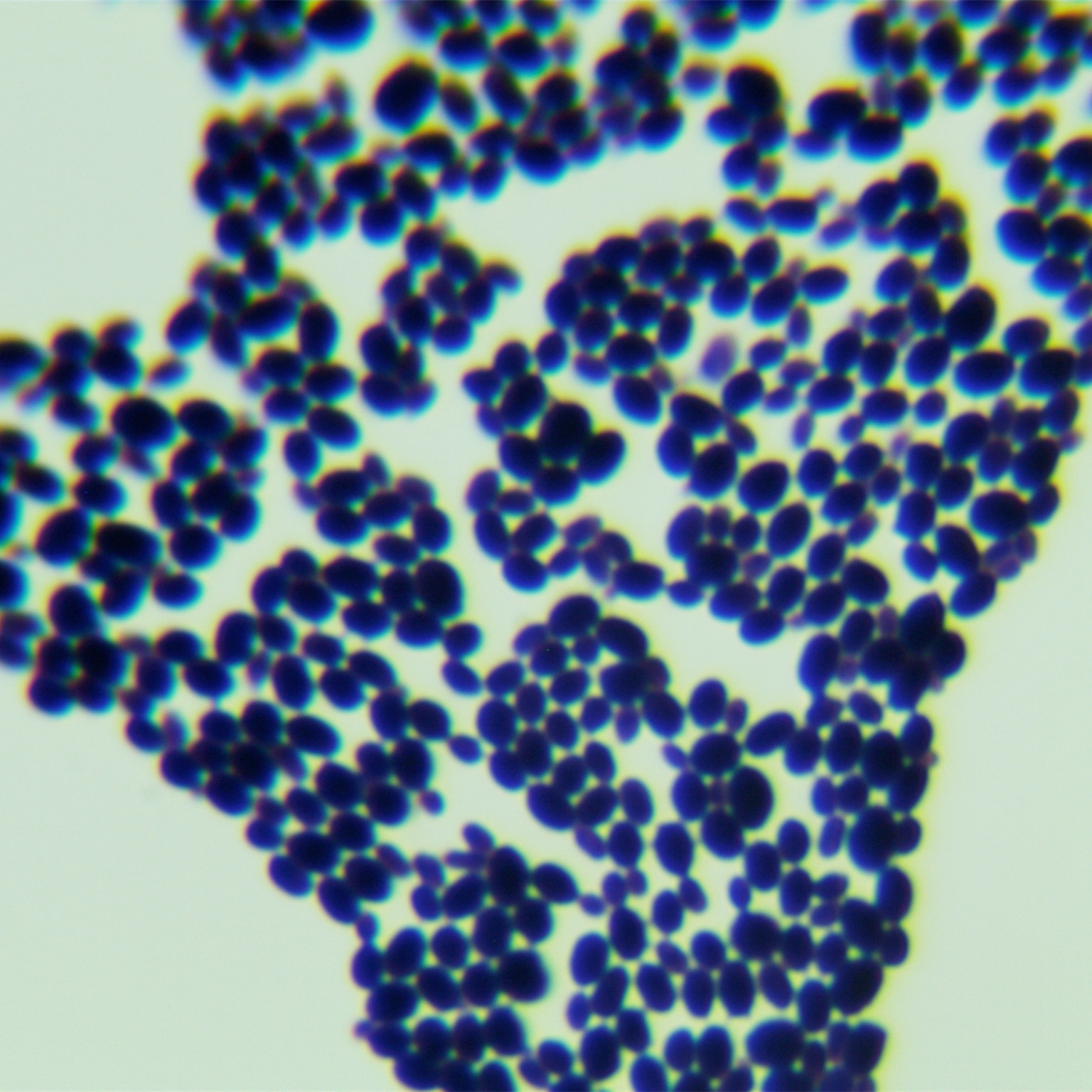 Candida Stauntonica-BNCC