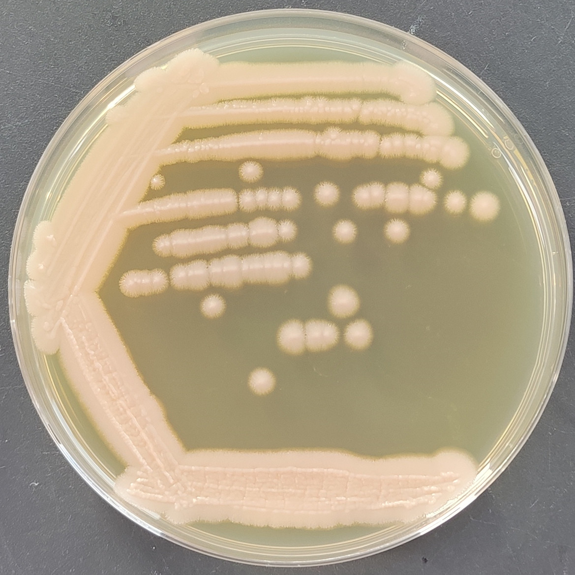 Aspergillus oryzae-BNCC