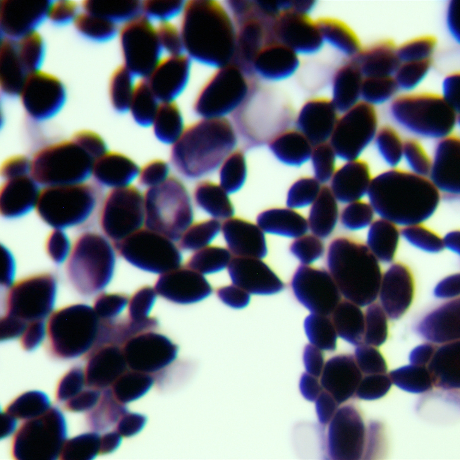 Aspergillus oryzae-BNCC