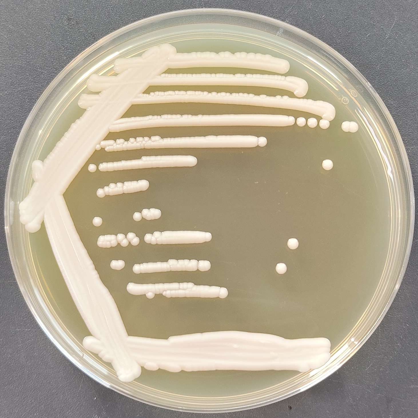 Debaryomyces Robertsiae-BNCC