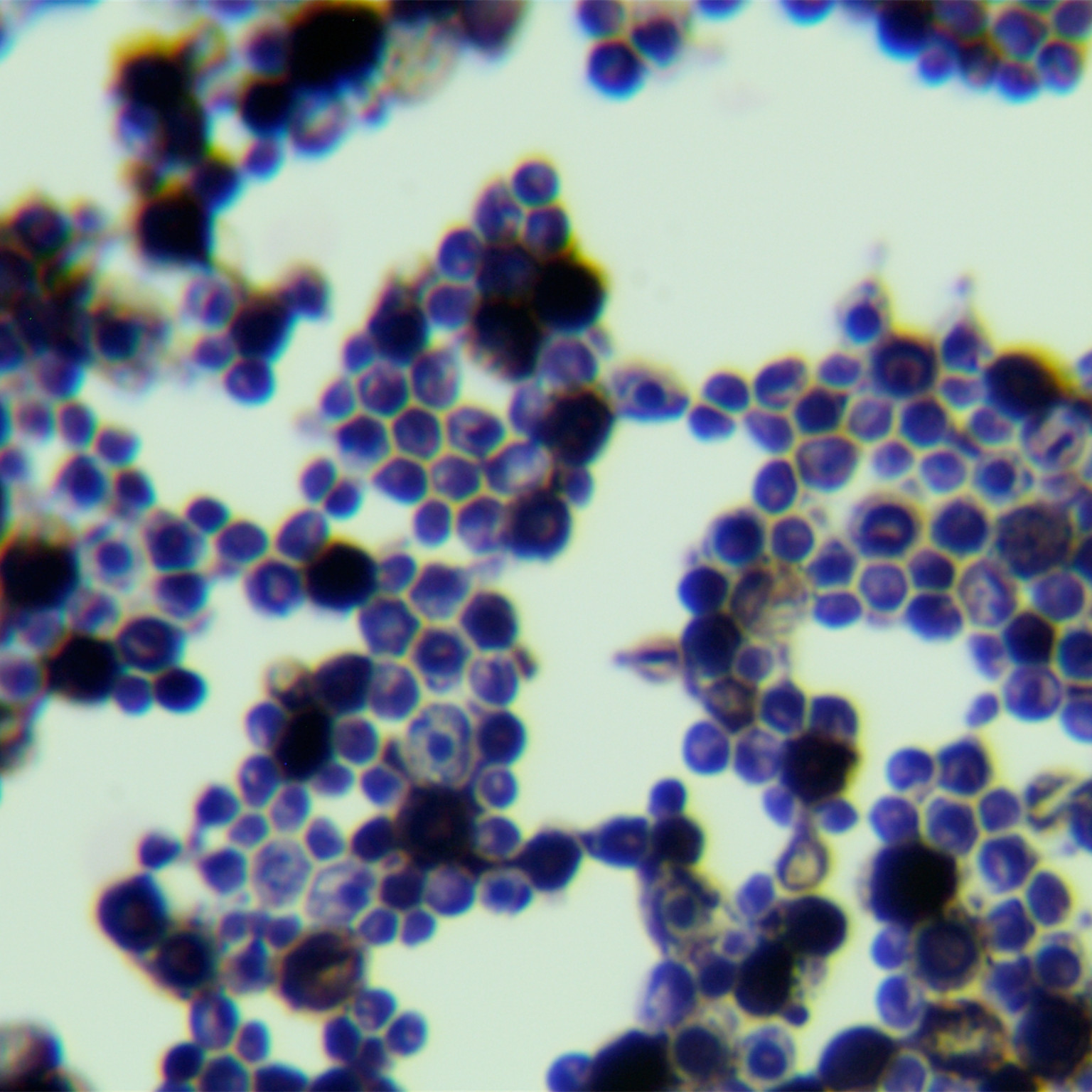 Debaryomyces Robertsiae-BNCC