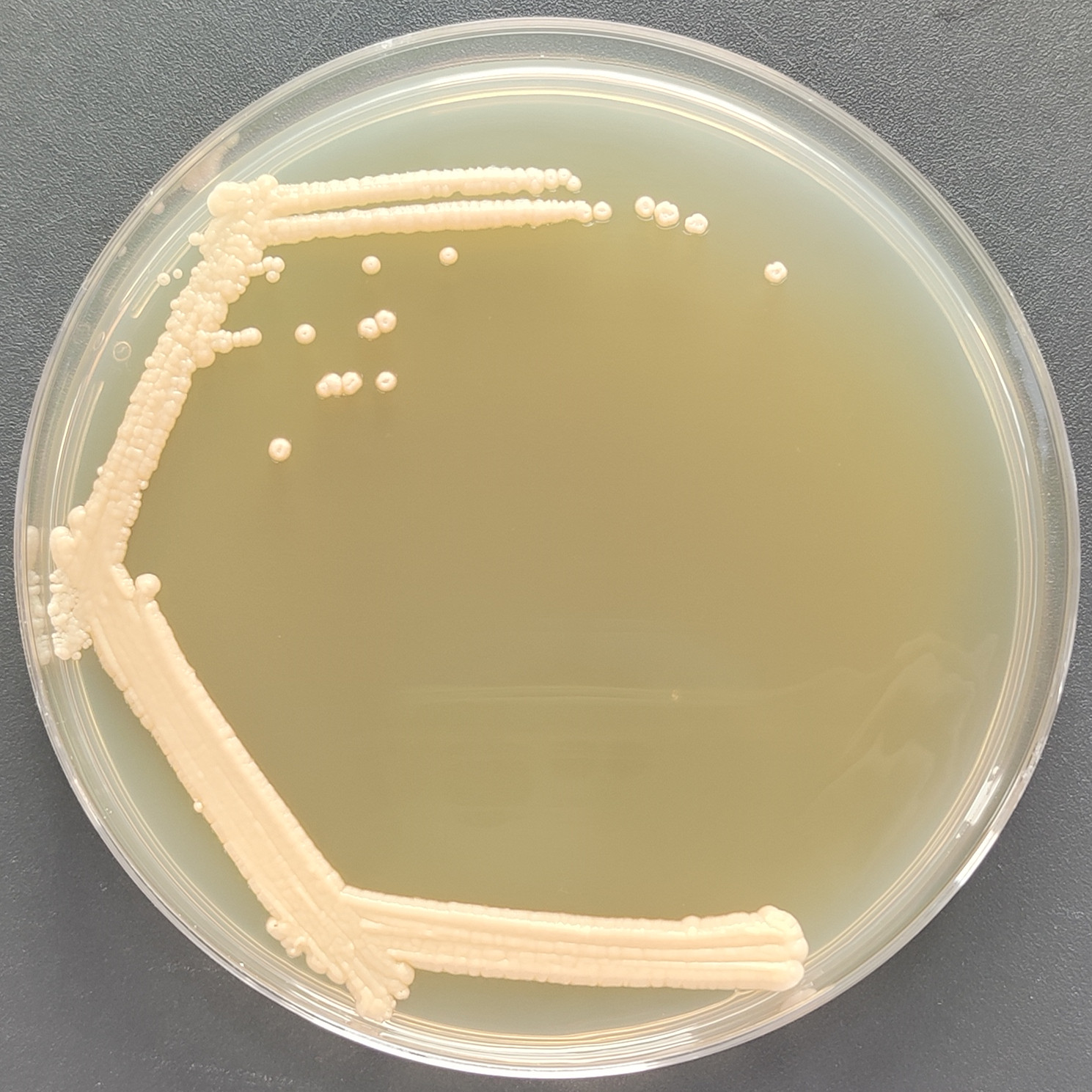 Fungal endophyte-BNCC