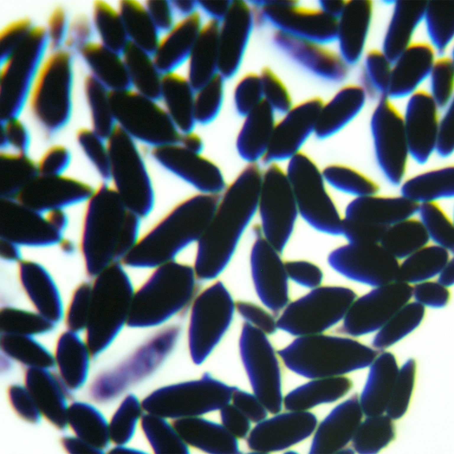 Fungal endophyte-BNCC