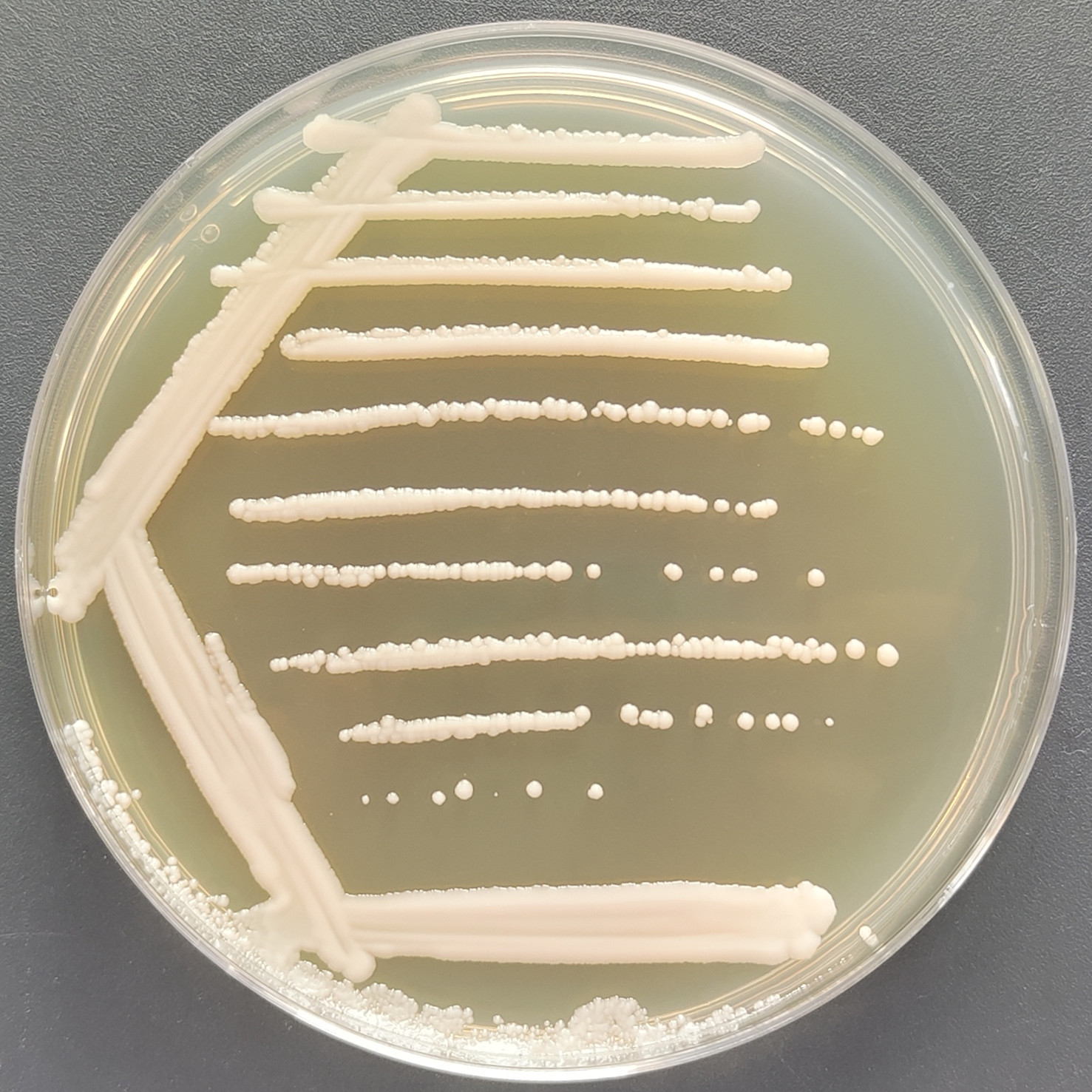 Scheffersomyces sp.-BNCC