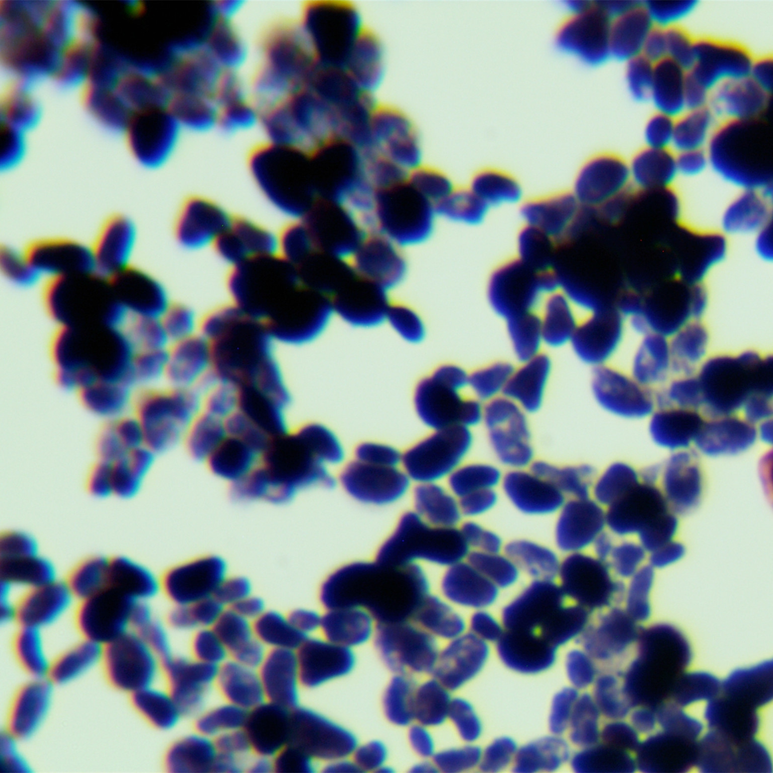 Scheffersomyces sp.-BNCC