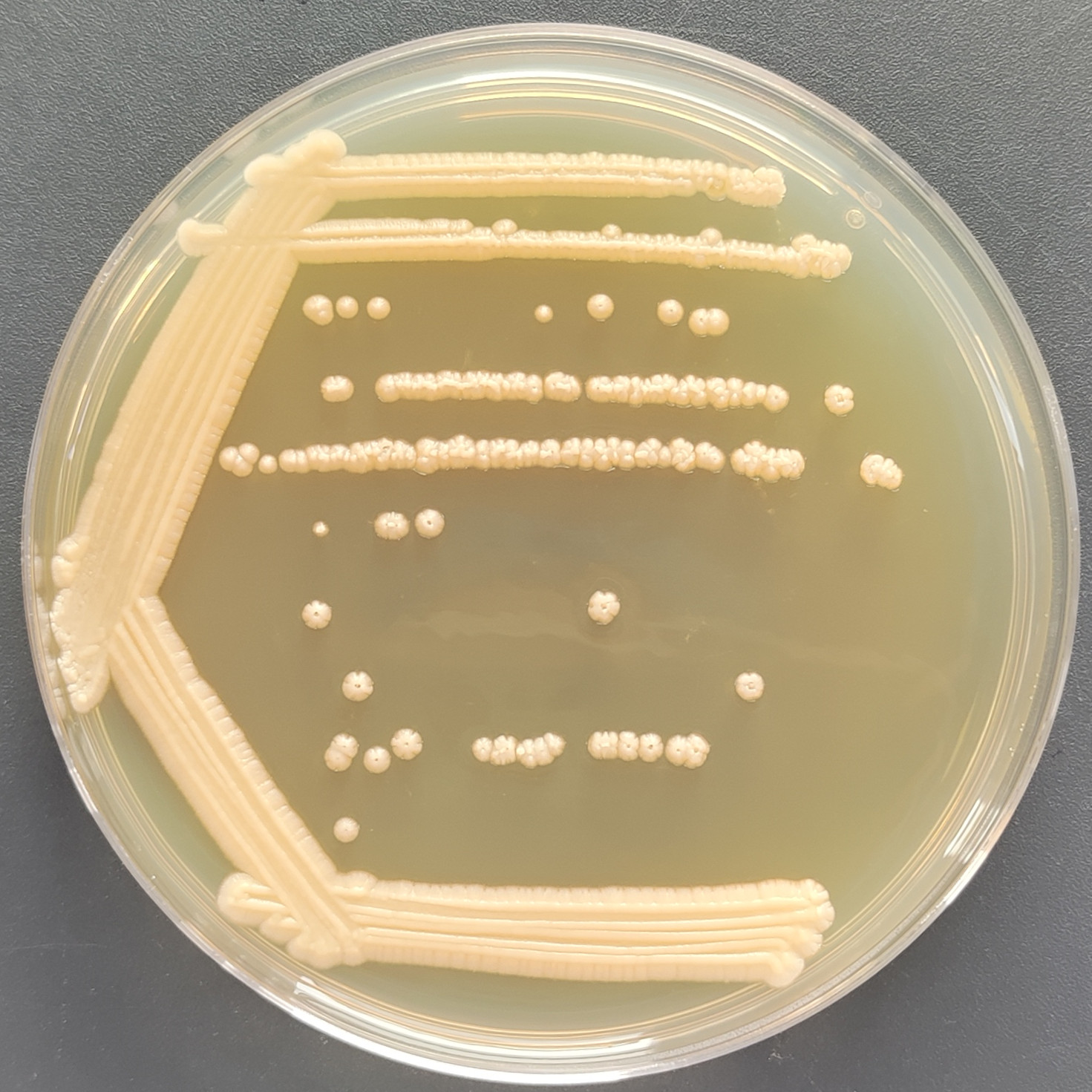 Fungal endophyte-BNCC
