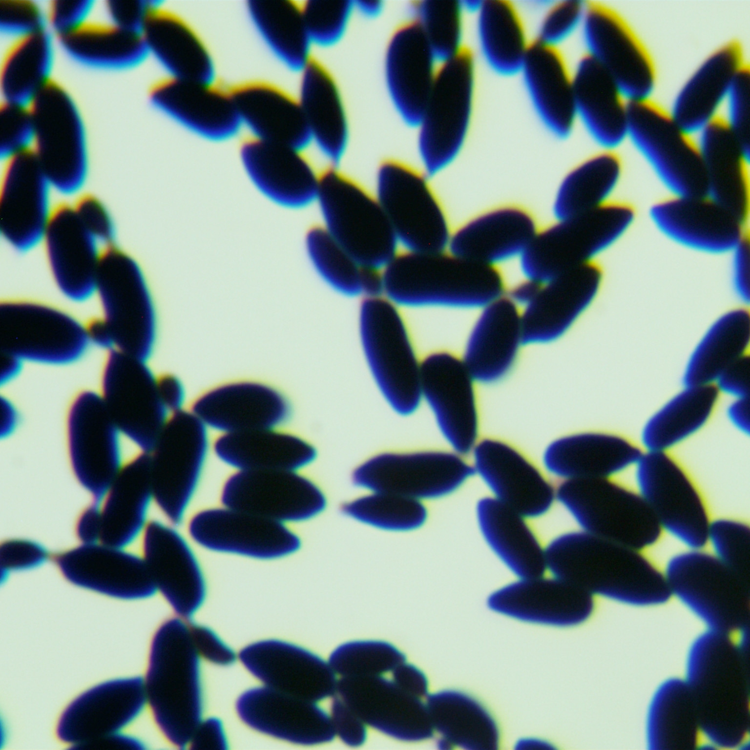 Fungal endophyte-BNCC