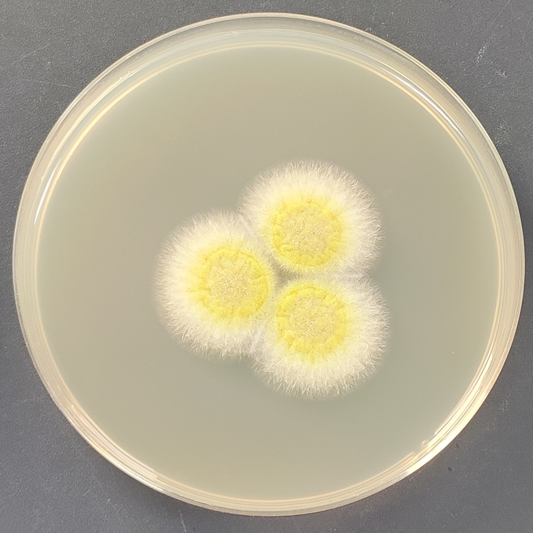 Aspergillus niger-BNCC