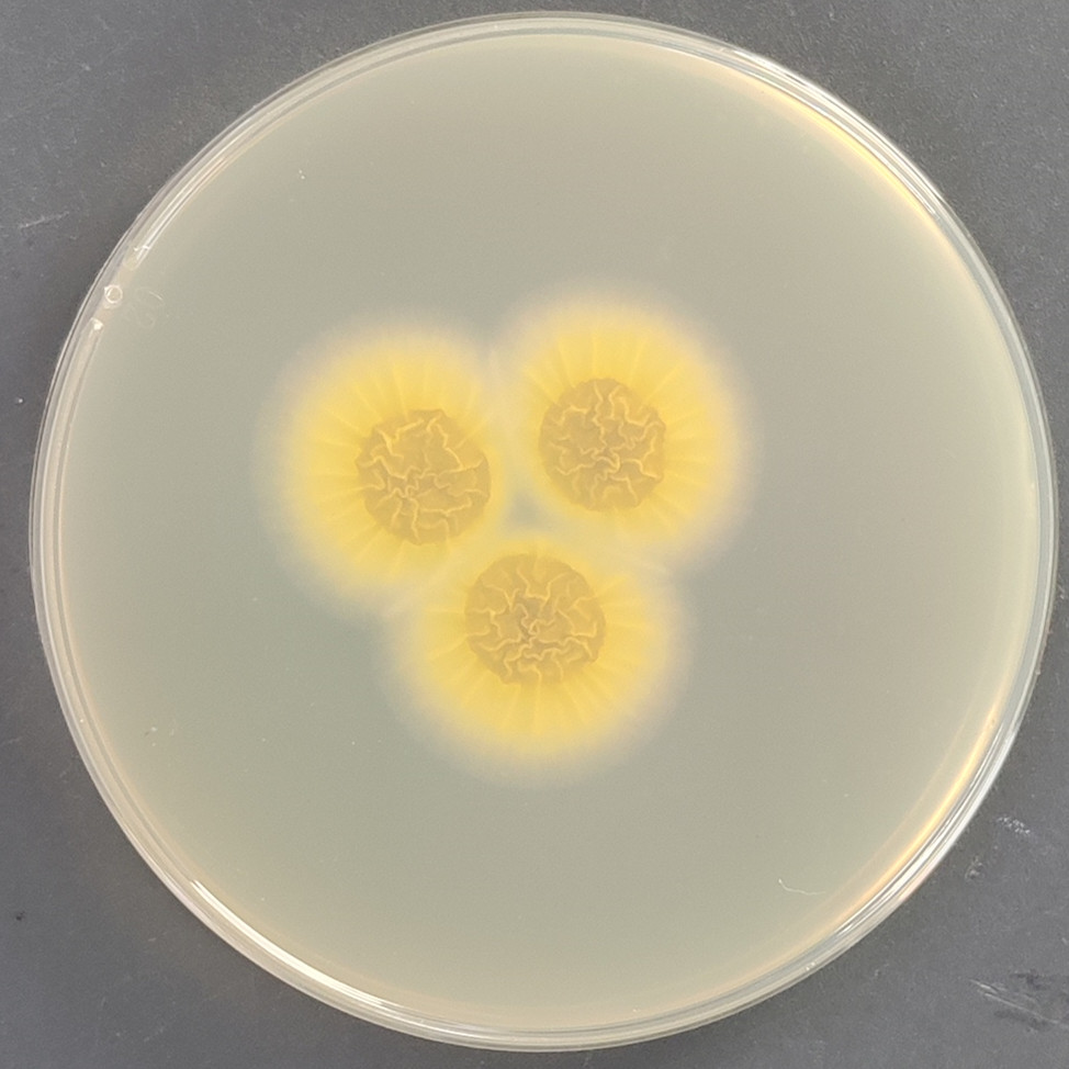 Aspergillus niger-BNCC
