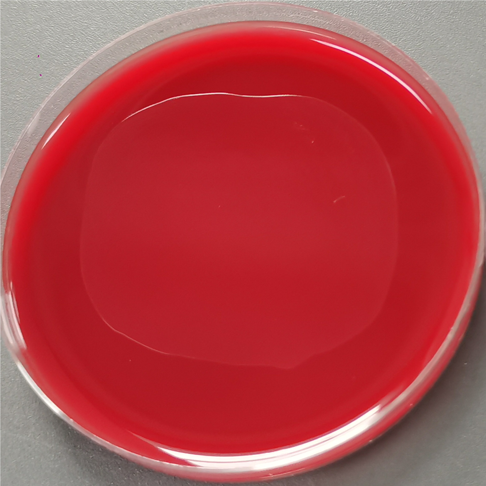 Rodent Bacteroidetes-BNCC