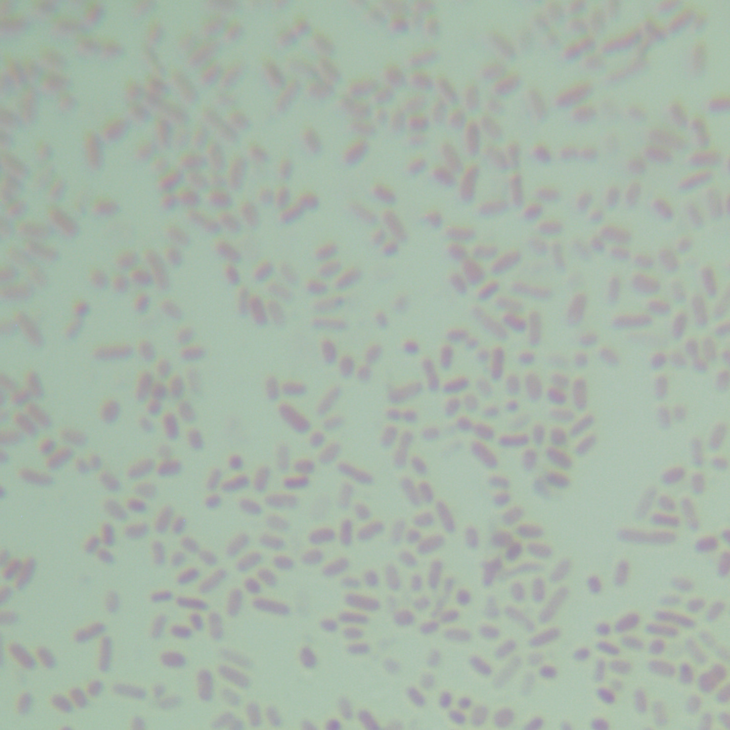 Rodent Bacteroidetes-BNCC