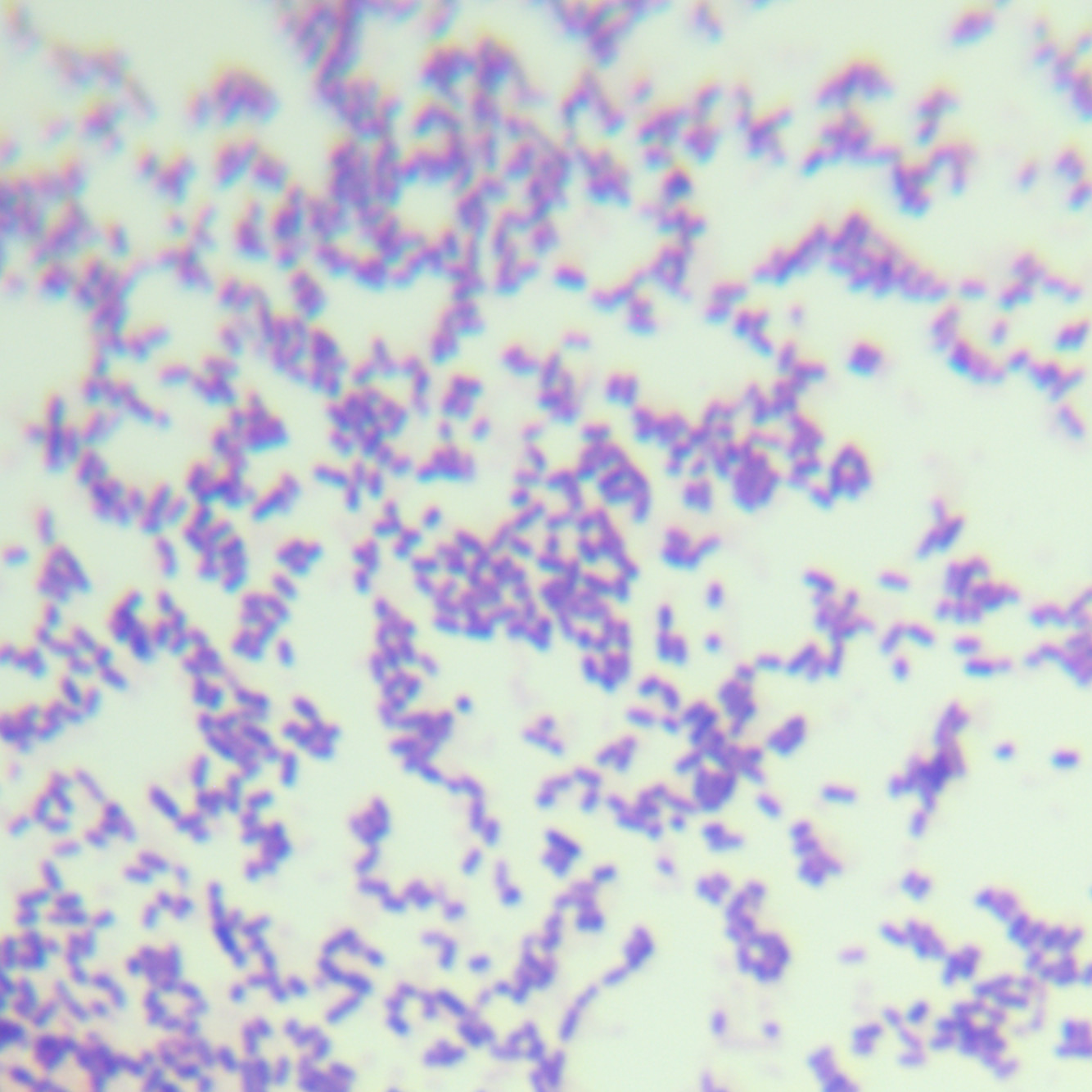 Reduction of Fusarium graminearum-BNCC