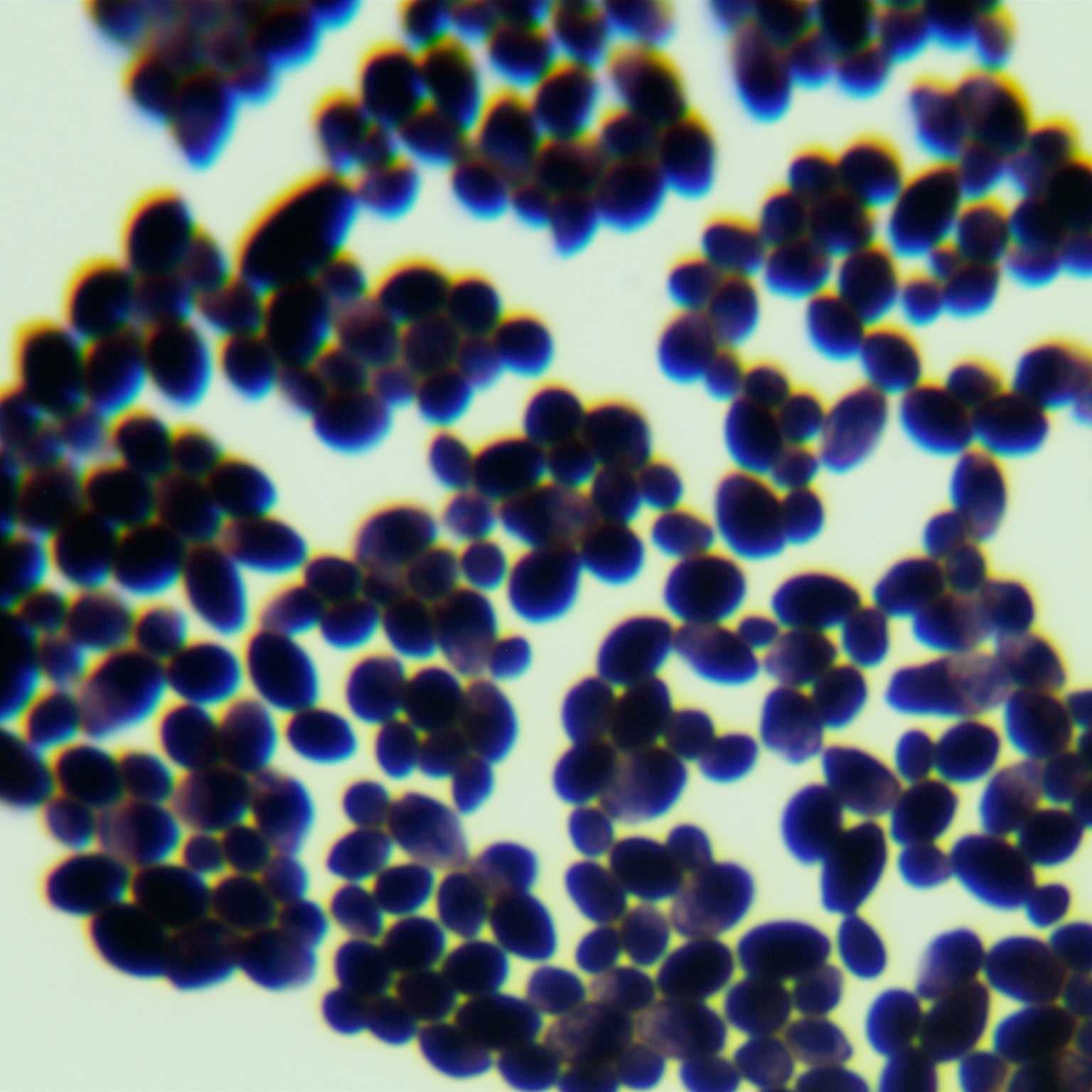 Diutina catenulata-BNCC