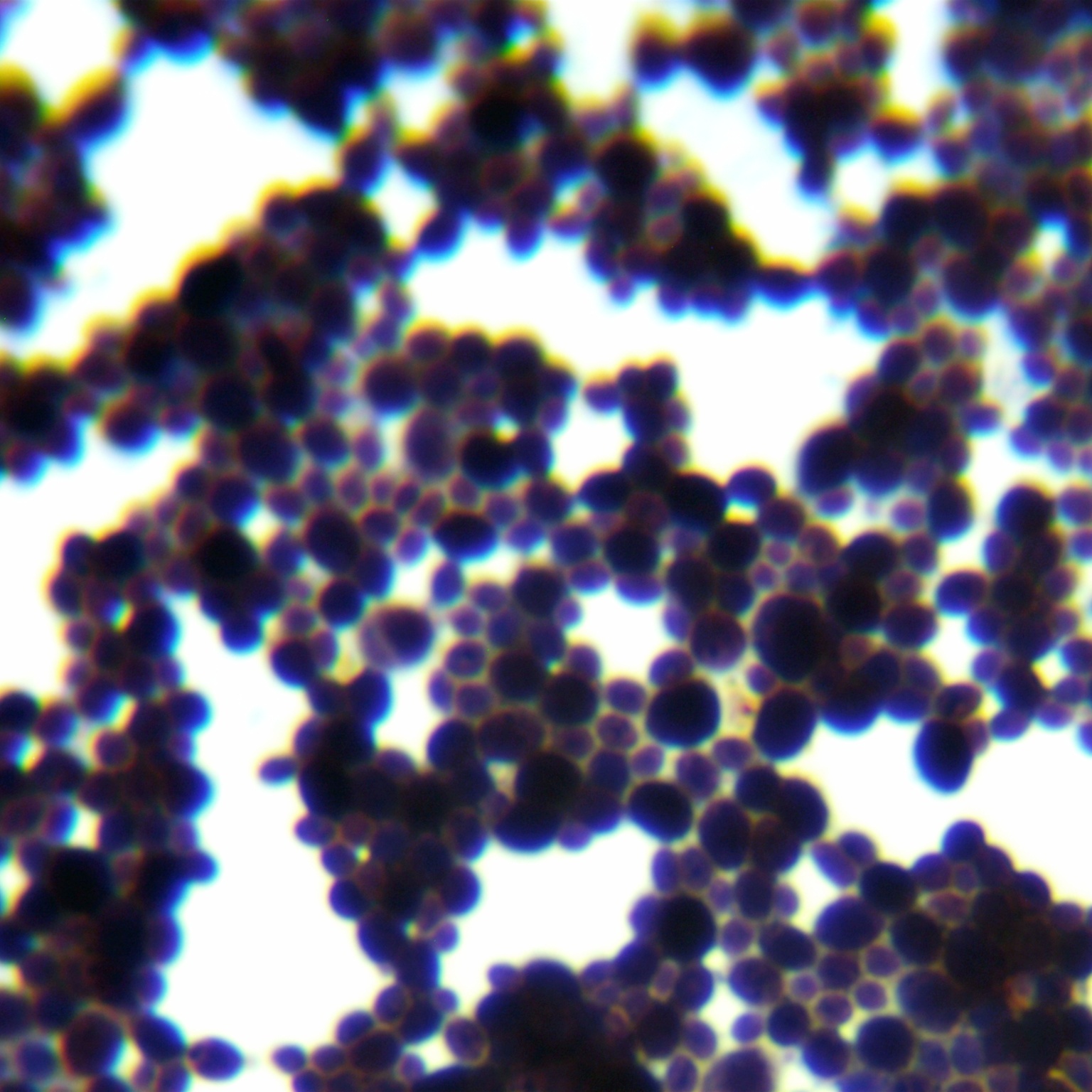 Candida Stauntonica-BNCC