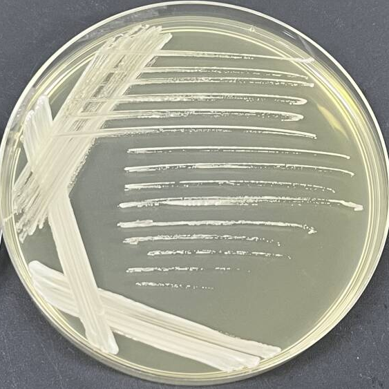Candida Stauntonica-BNCC