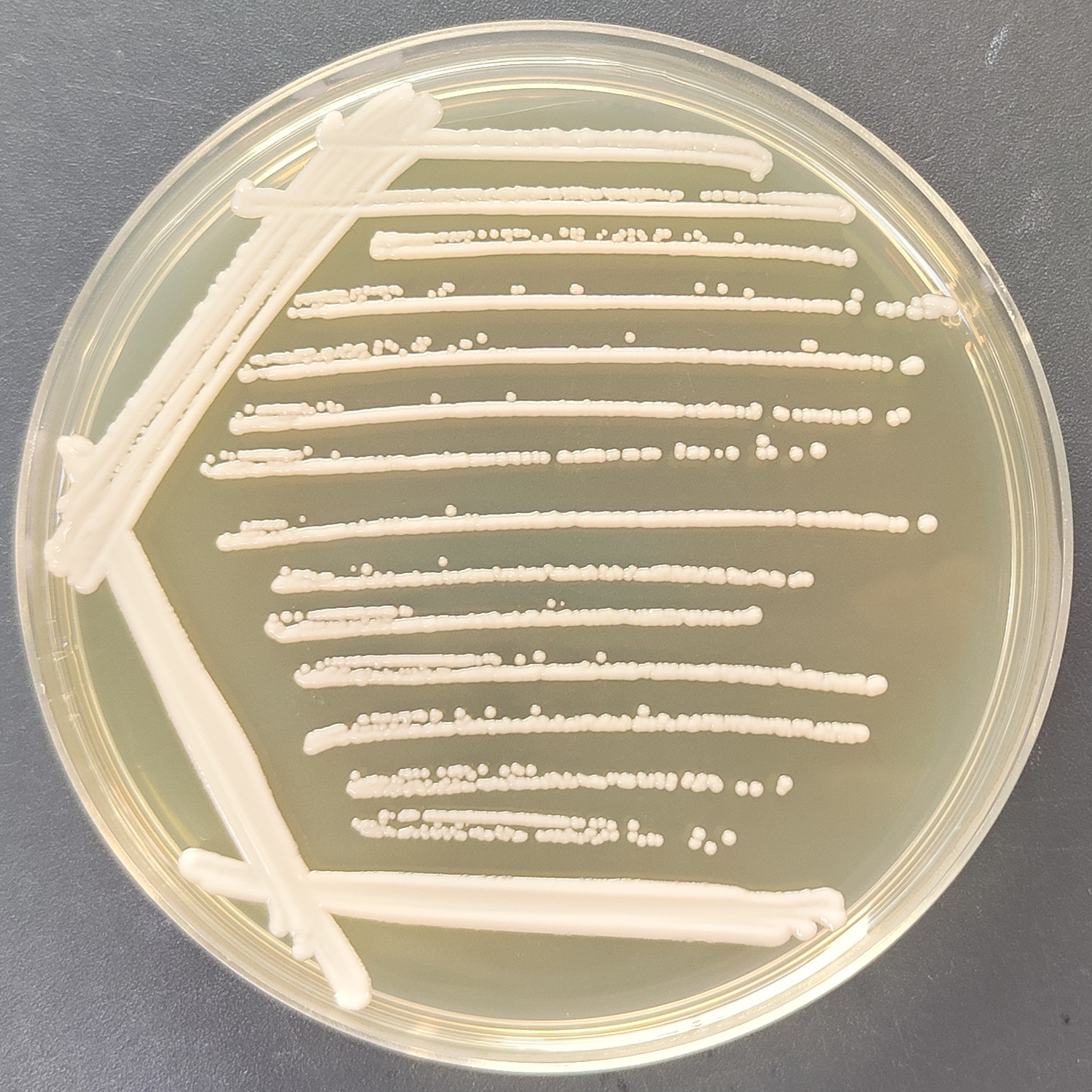 Candida Stauntonica-BNCC