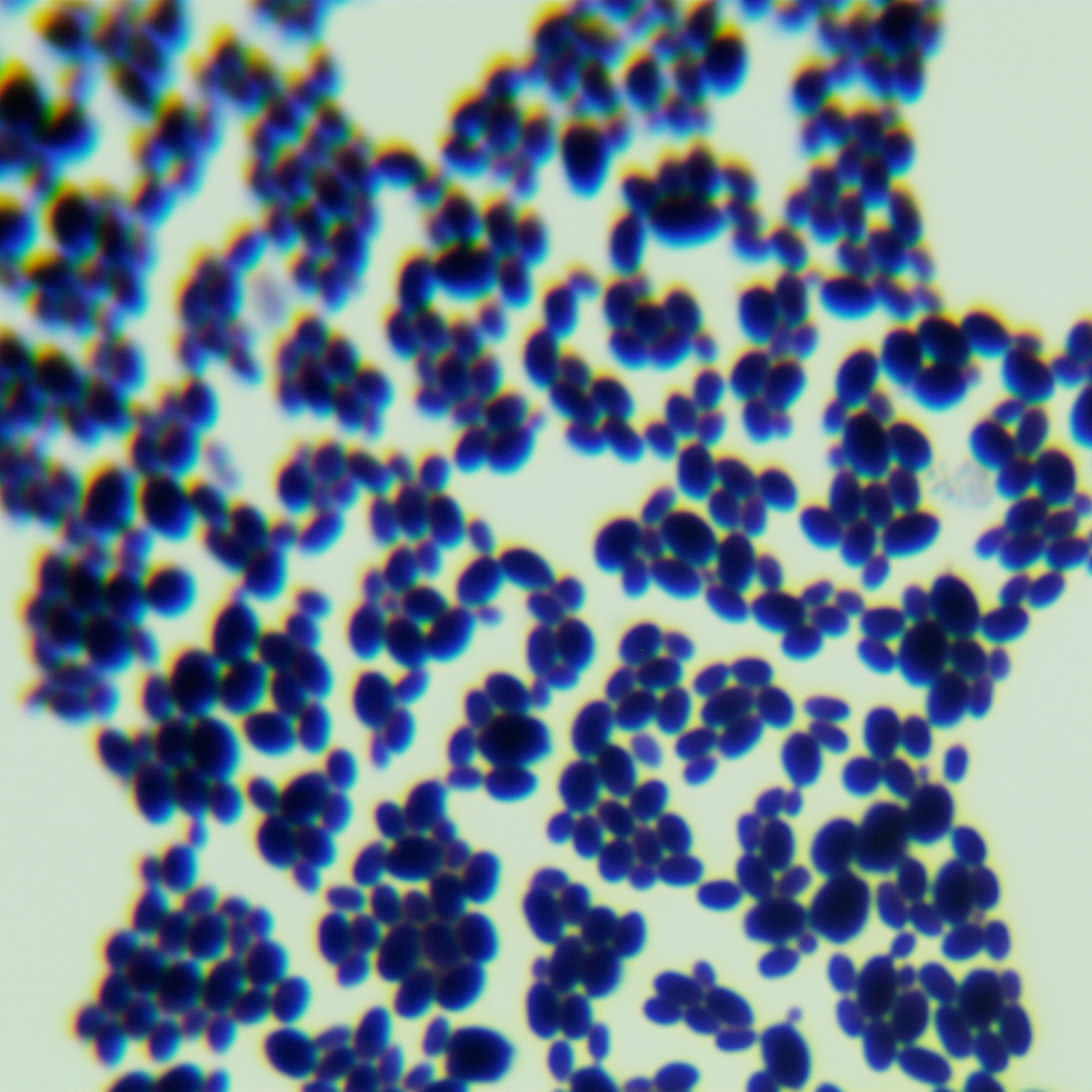 Candida Stauntonica-BNCC