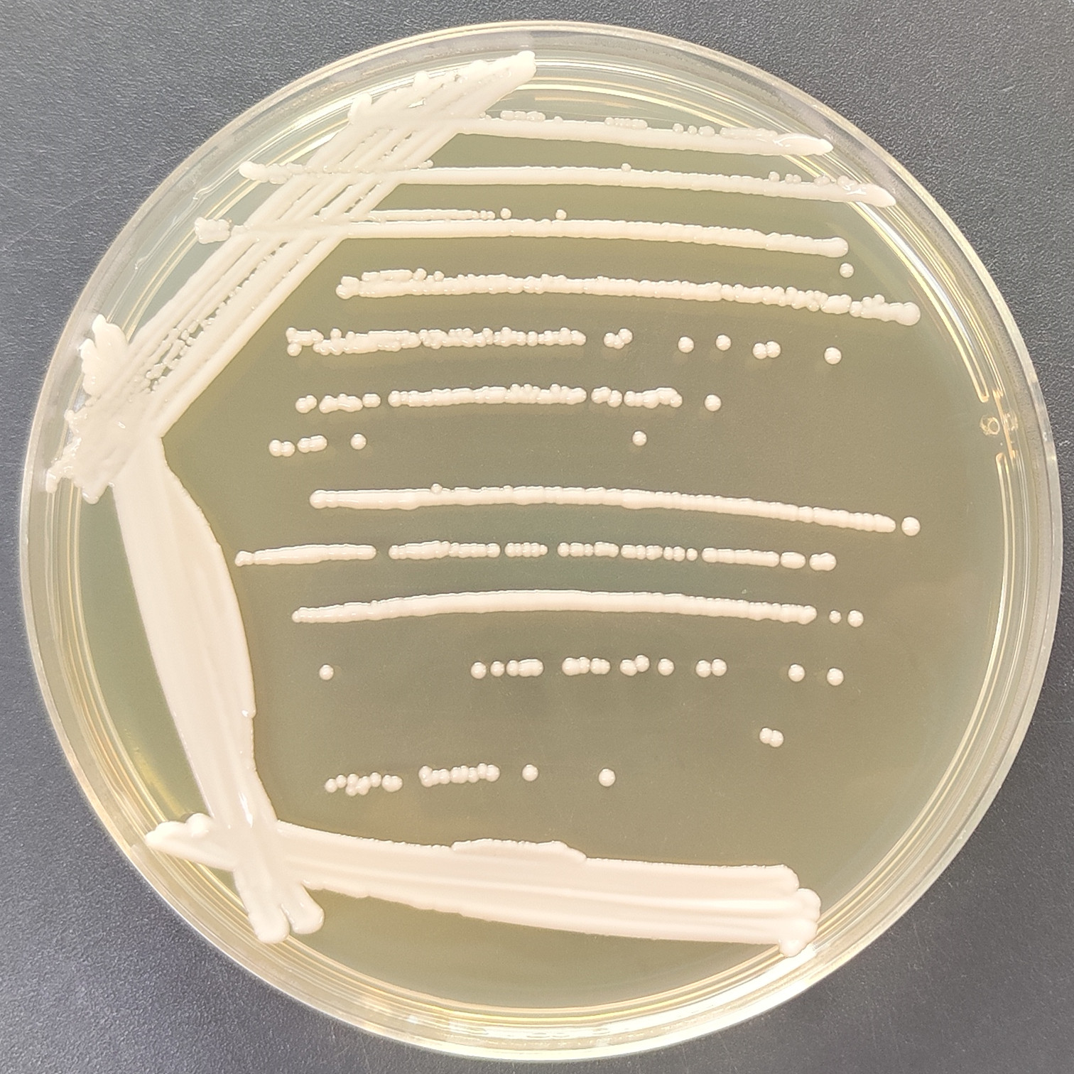 Candida Stauntonica-BNCC