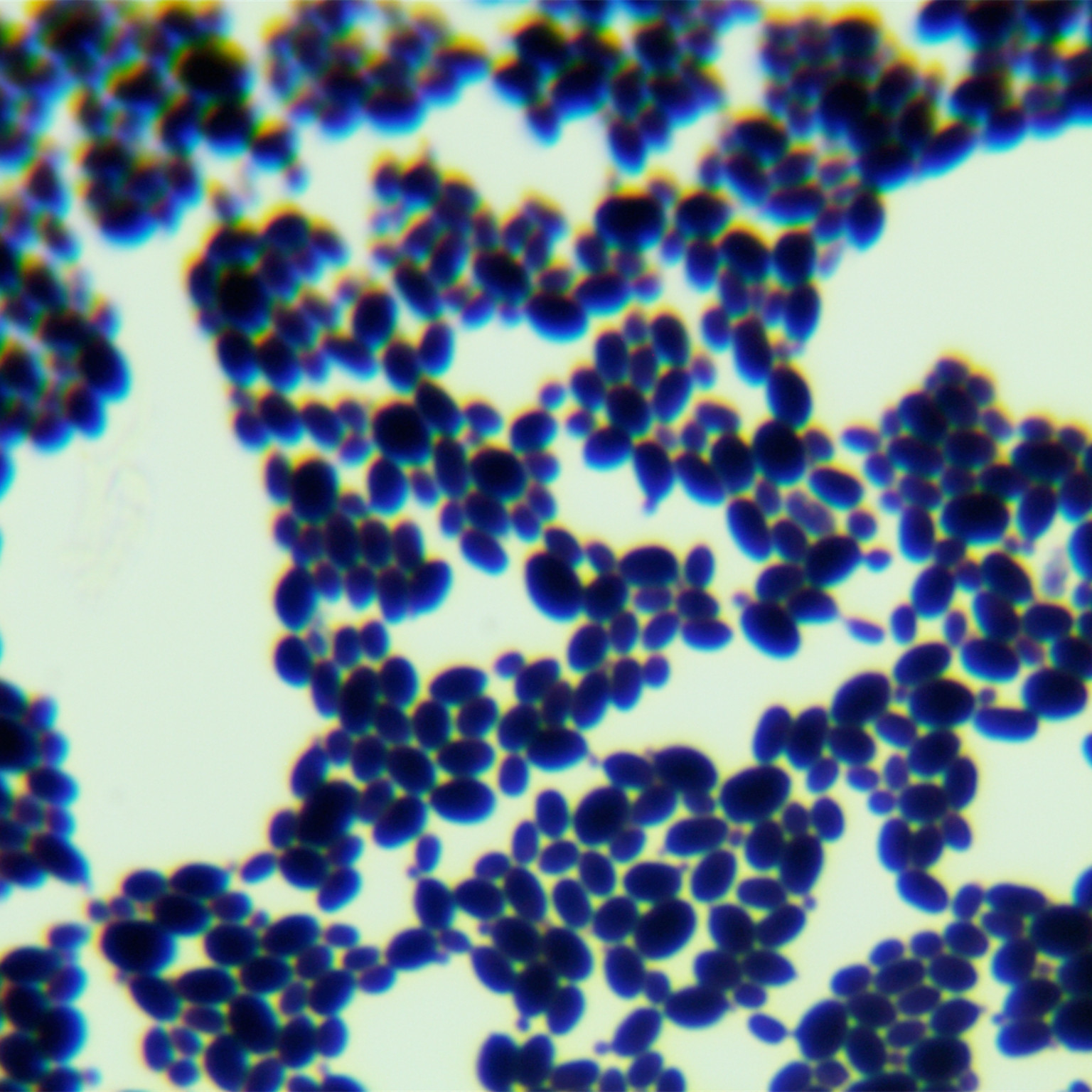 Candida Stauntonica-BNCC