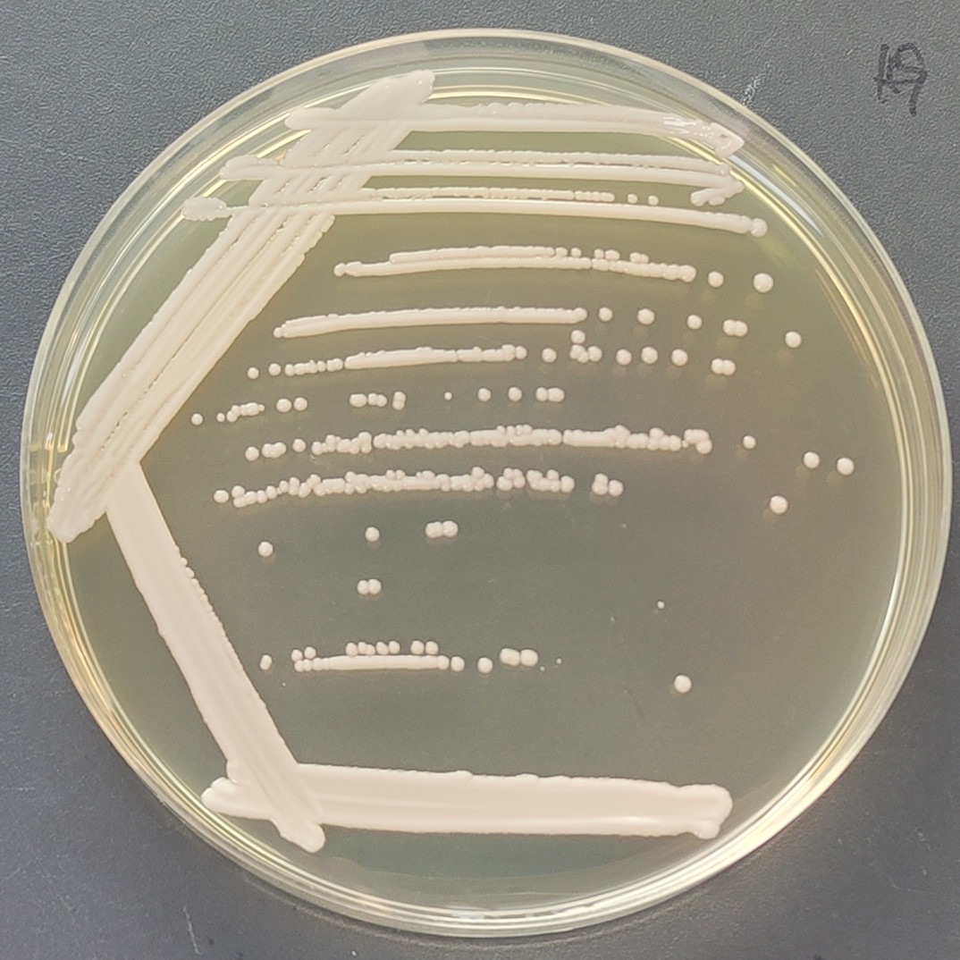Candida Stauntonica-BNCC