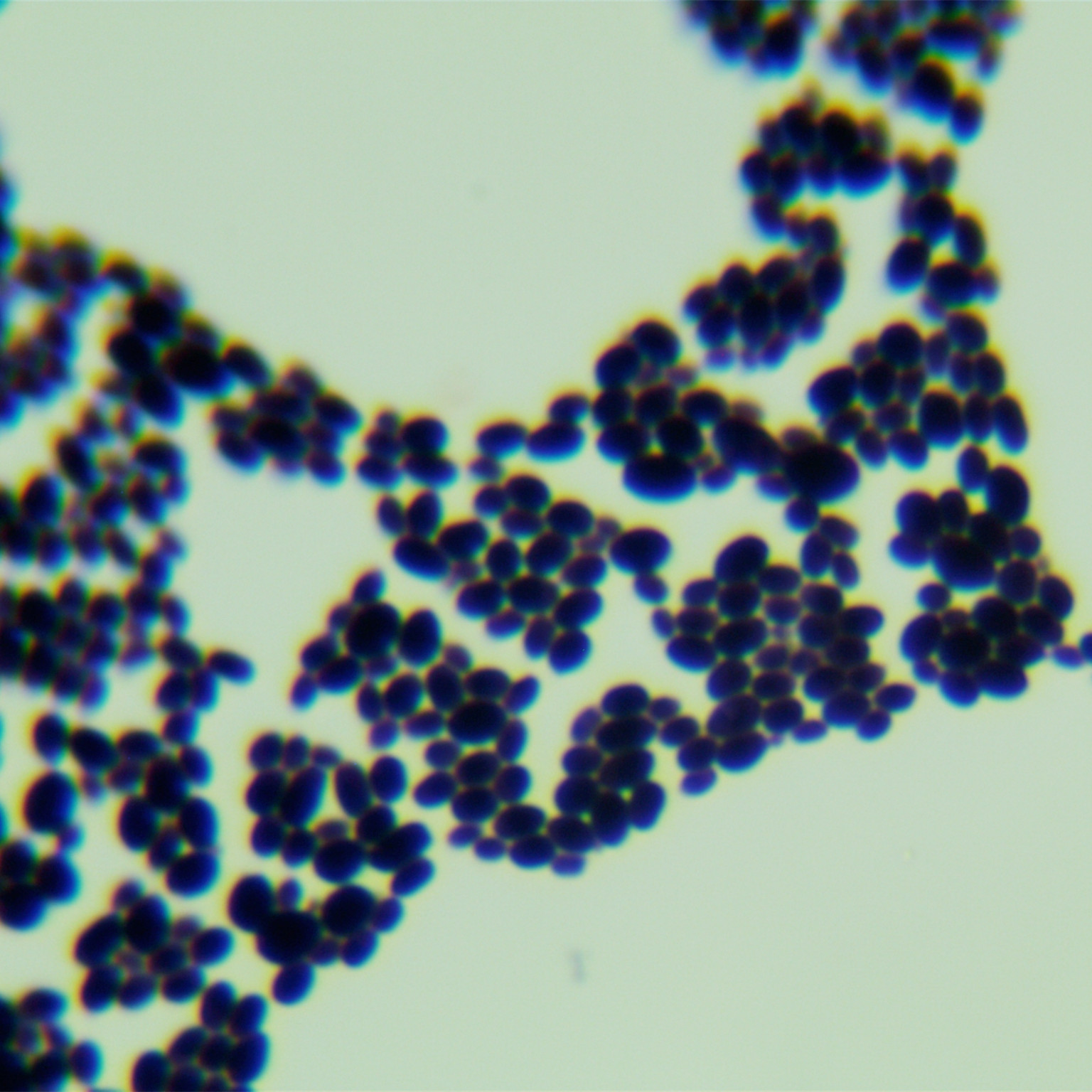 Candida Stauntonica-BNCC