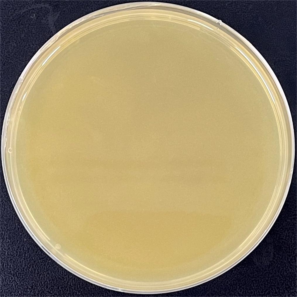 Nocardia asteroids nucleic acid reference substance (Heat-inactivated) (strongly positive)-BNCC