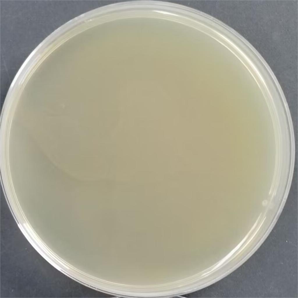 Reference substance for Rhizomucor microcarpa nucleic acid (Heat-inactivated) (strong positive)-BNCC