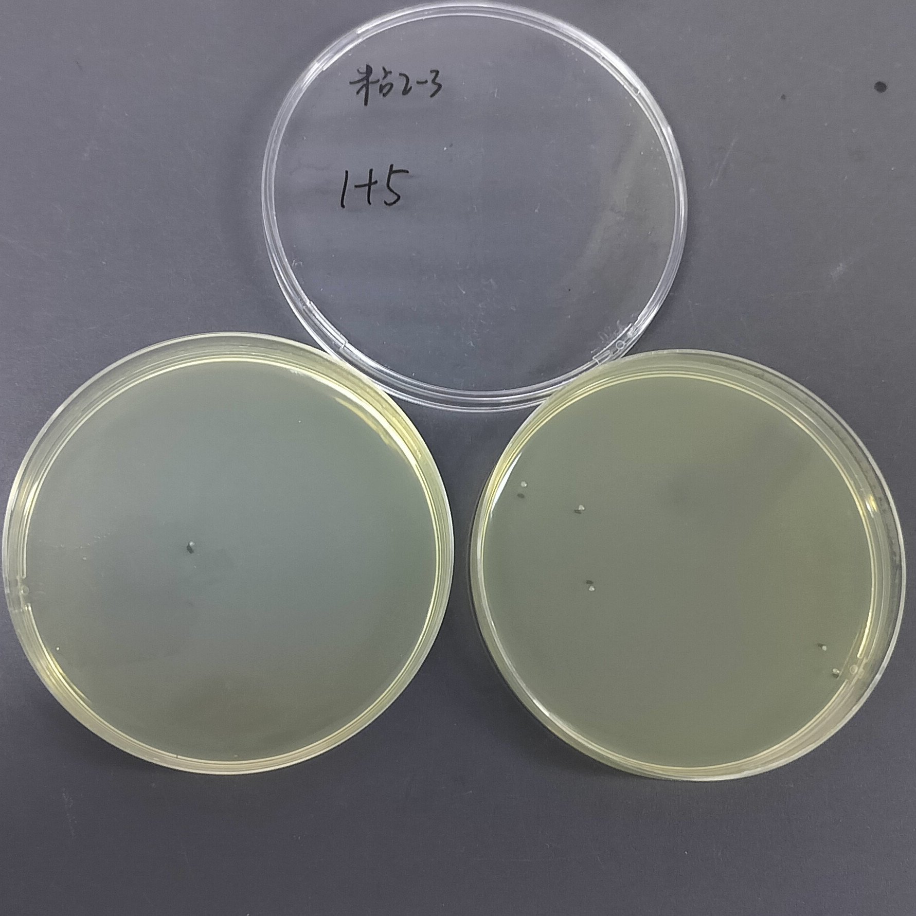Quantitative strain of Serratia marcescens-BNCC