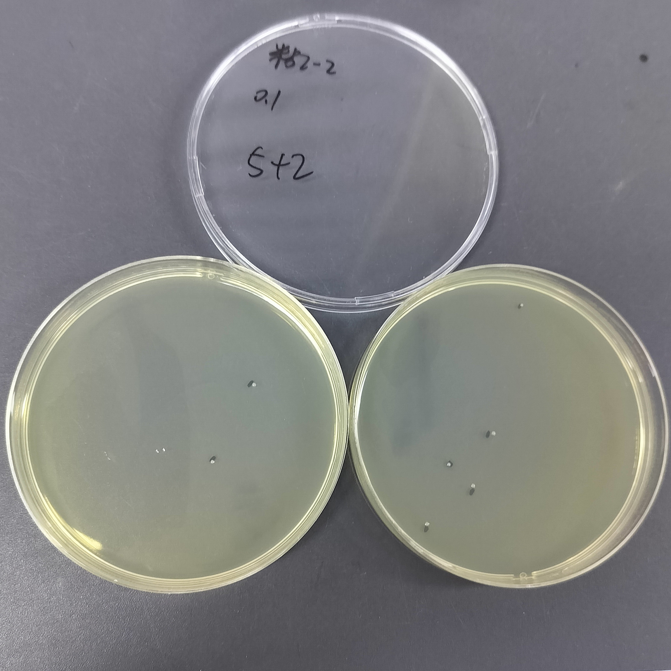 Quantitative strain of Serratia marcescens-BNCC