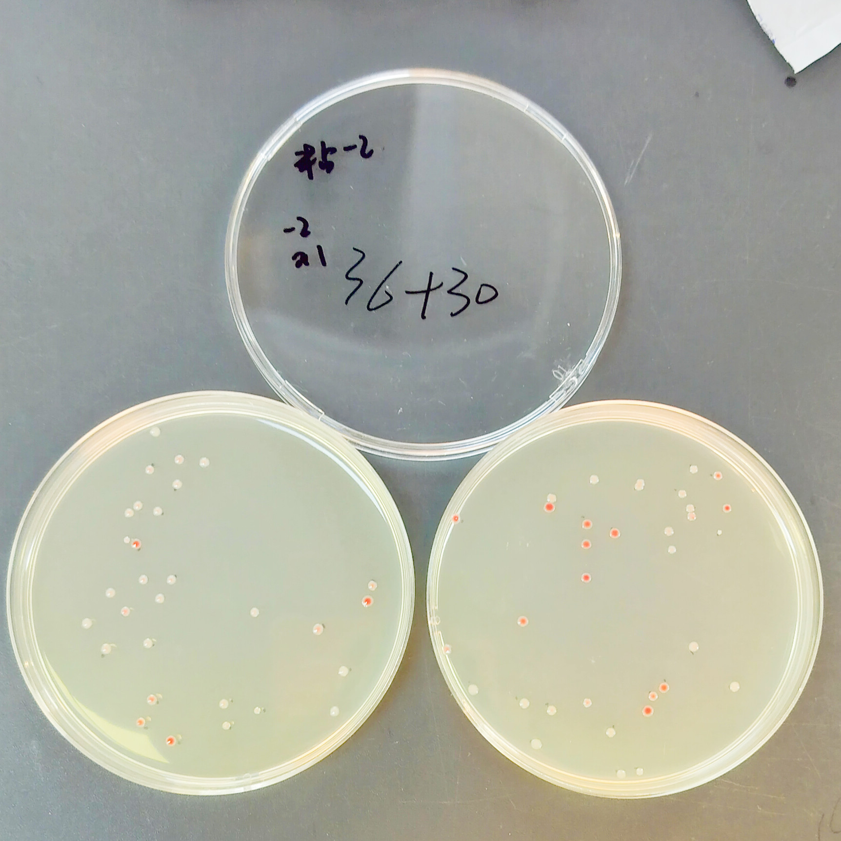 Quantitative strain of Serratia marcescens-BNCC