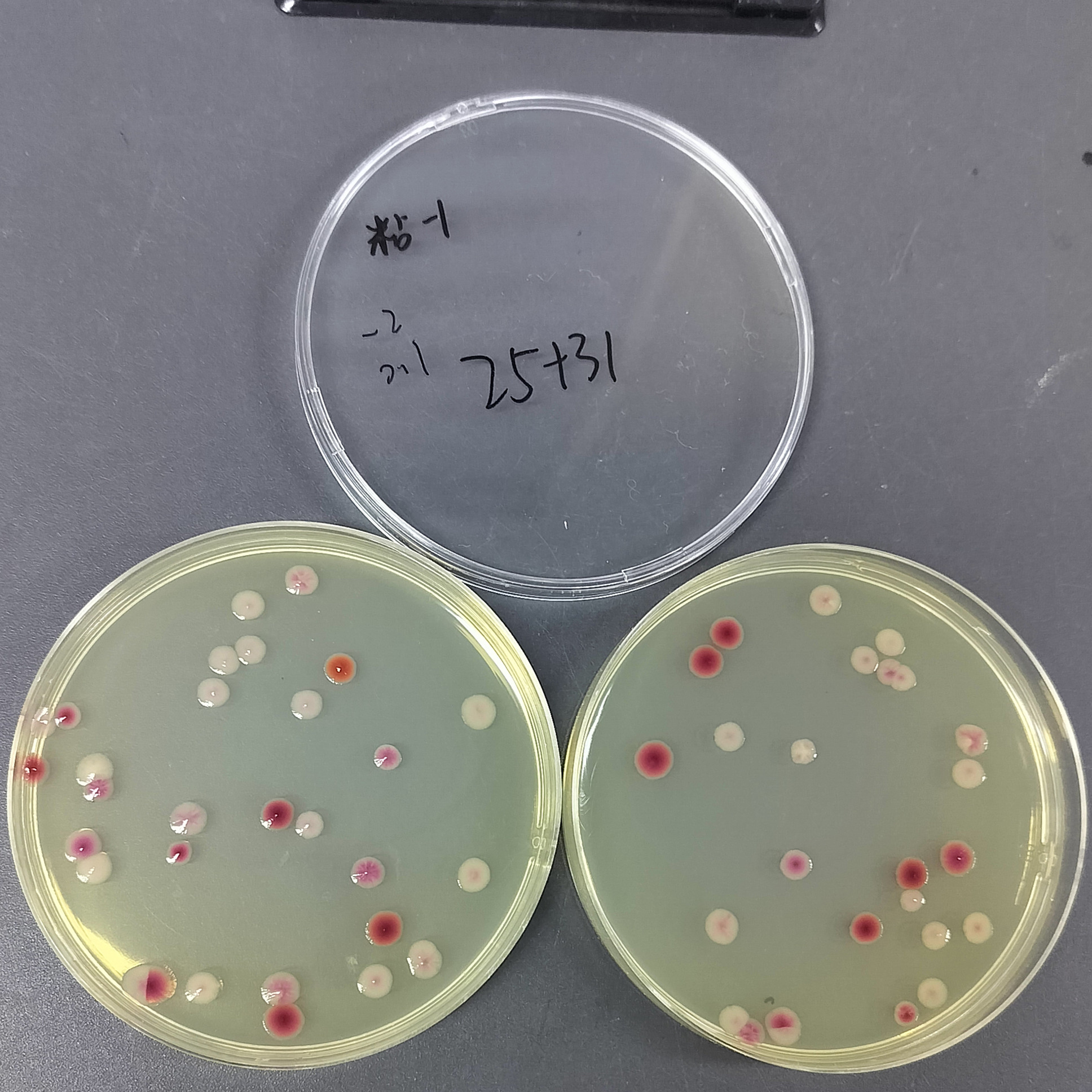 Quantitative strain of Serratia marcescens-BNCC