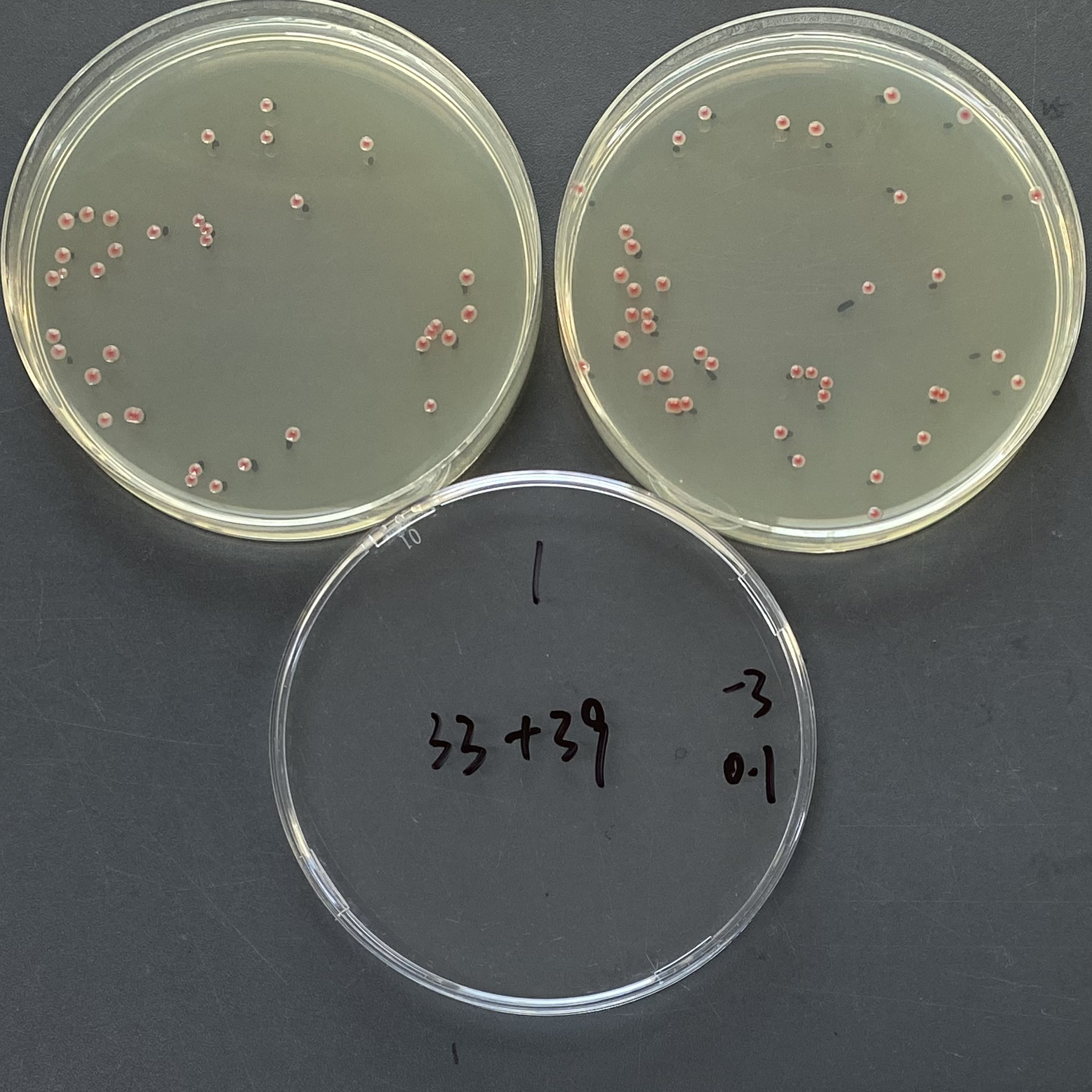 Quantitative strain of Serratia marcescens-BNCC
