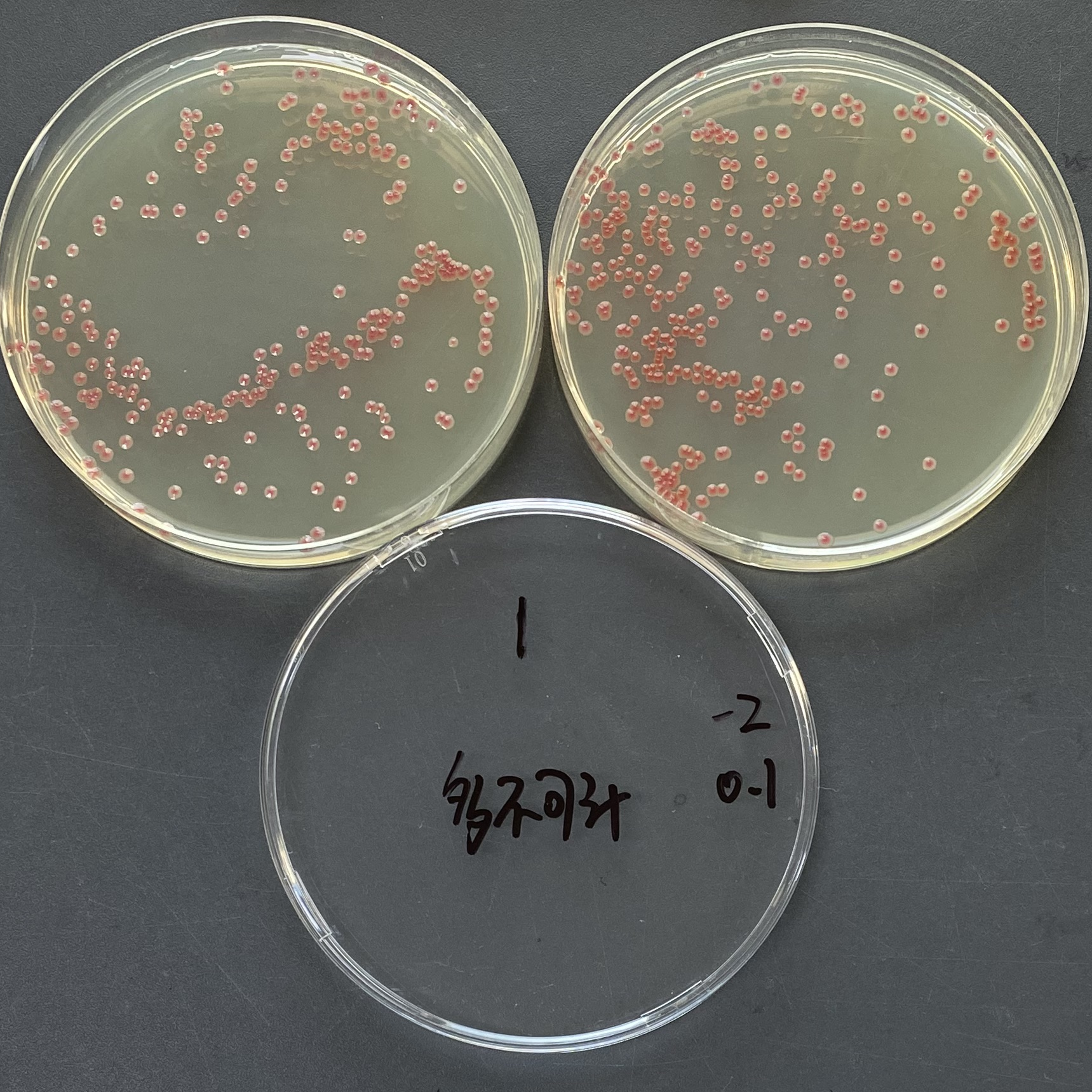 Quantitative strain of Serratia marcescens-BNCC