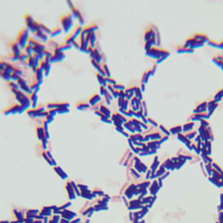 Bacillus subtilis WB800-BNCC
